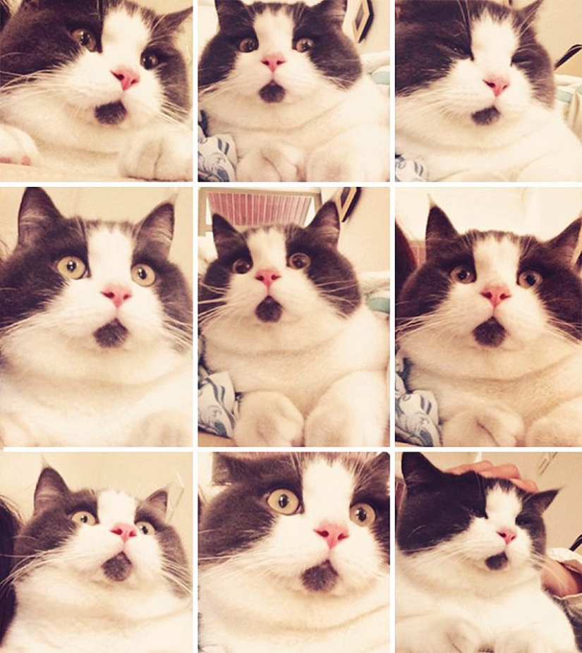 Surprised cat Banya, who is amazed by everything around