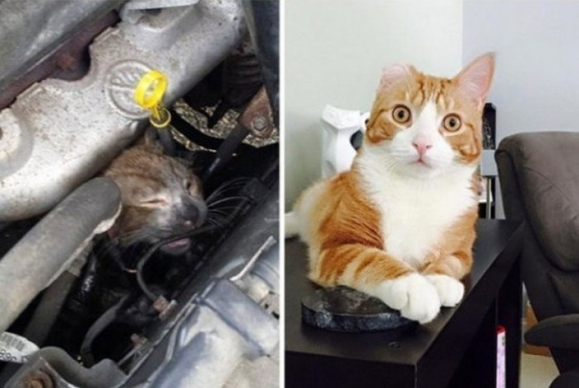 Surviving cats who were rescued and loved: before and after Surviving cats who were rescued and loved: before and after