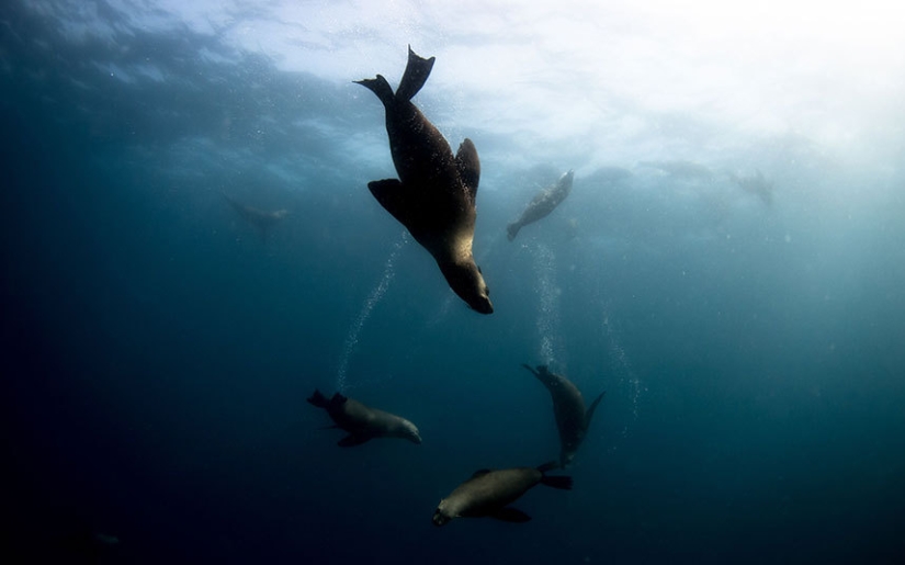 Synchronicity: the underwater world of Mikaela Skovranova