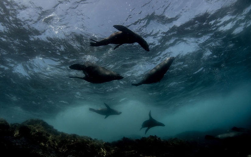 Synchronicity: the underwater world of Mikaela Skovranova