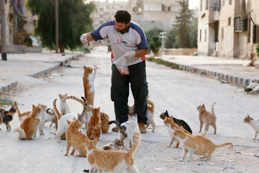 Syrian driver rescues abandoned cats