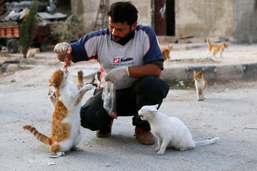 Syrian driver rescues abandoned cats