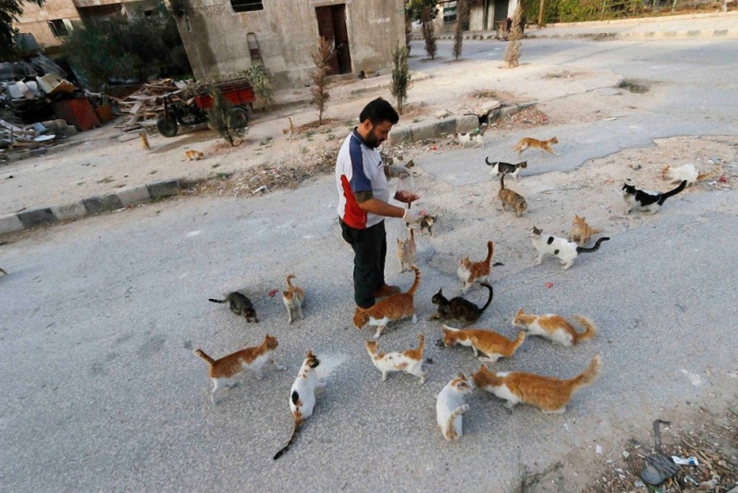 Syrian driver rescues abandoned cats