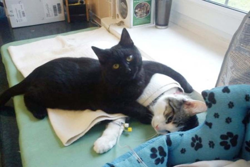 Tailed nurse: rescued cat now takes care of sick animals from the shelter Tailed nurse: rescued cat now takes care of sick animals from the shelter