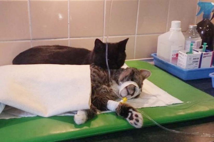 Tailed nurse: rescued cat now takes care of sick animals from the shelter Tailed nurse: rescued cat now takes care of sick animals from the shelter