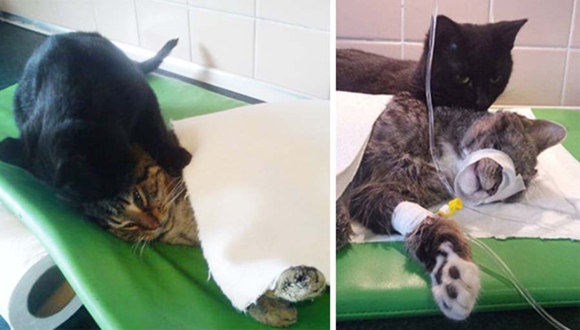 Tailed nurse: rescued cat now takes care of sick animals from the shelter Tailed nurse: rescued cat now takes care of sick animals from the shelter