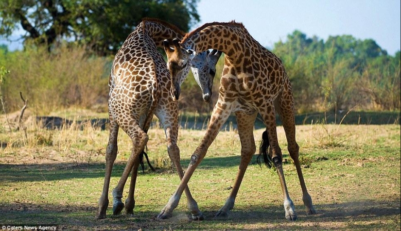 tango jirafa tango jirafa