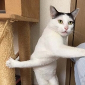 Tanto de día como de noche, el gato está retorcido: el gato atascado se ha convertido en el héroe del photojab