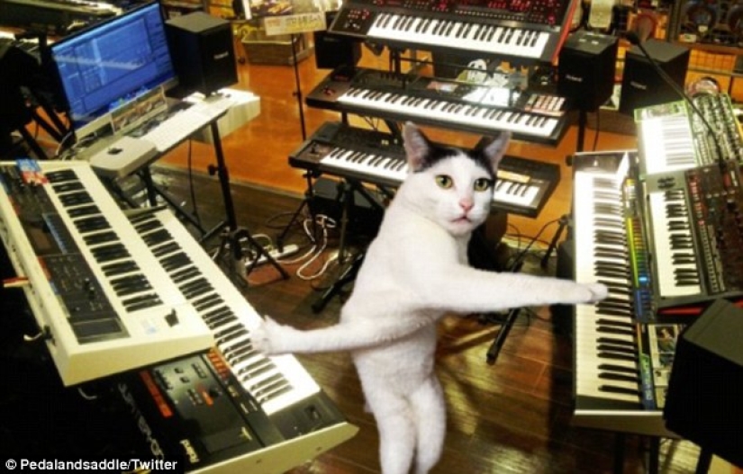 Tanto de día como de noche, el gato está retorcido: el gato atascado se ha convertido en el héroe del photojab