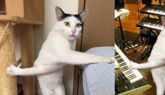 Tanto de día como de noche, el gato es científico: 7 animales con educación superior Tanto de día como de noche, el gato es científico: 7 animales con educación superior