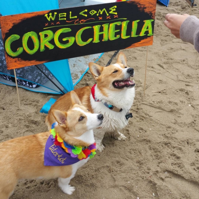 Tantos lindos corgis que nunca has visto antes Tantos lindos corgis que nunca has visto antes