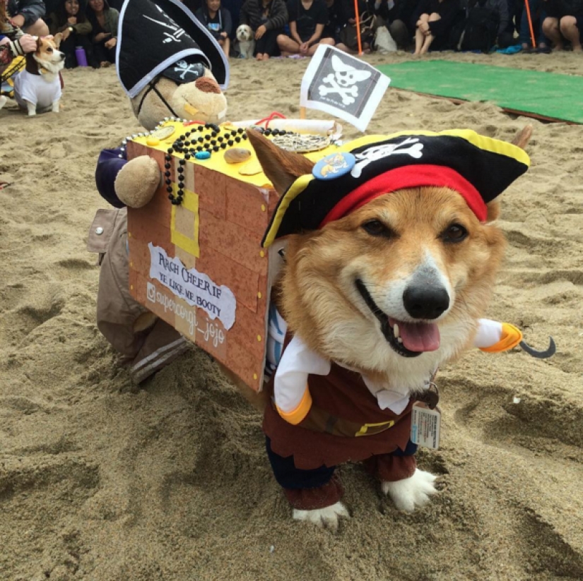 Tantos lindos corgis que nunca has visto antes Tantos lindos corgis que nunca has visto antes