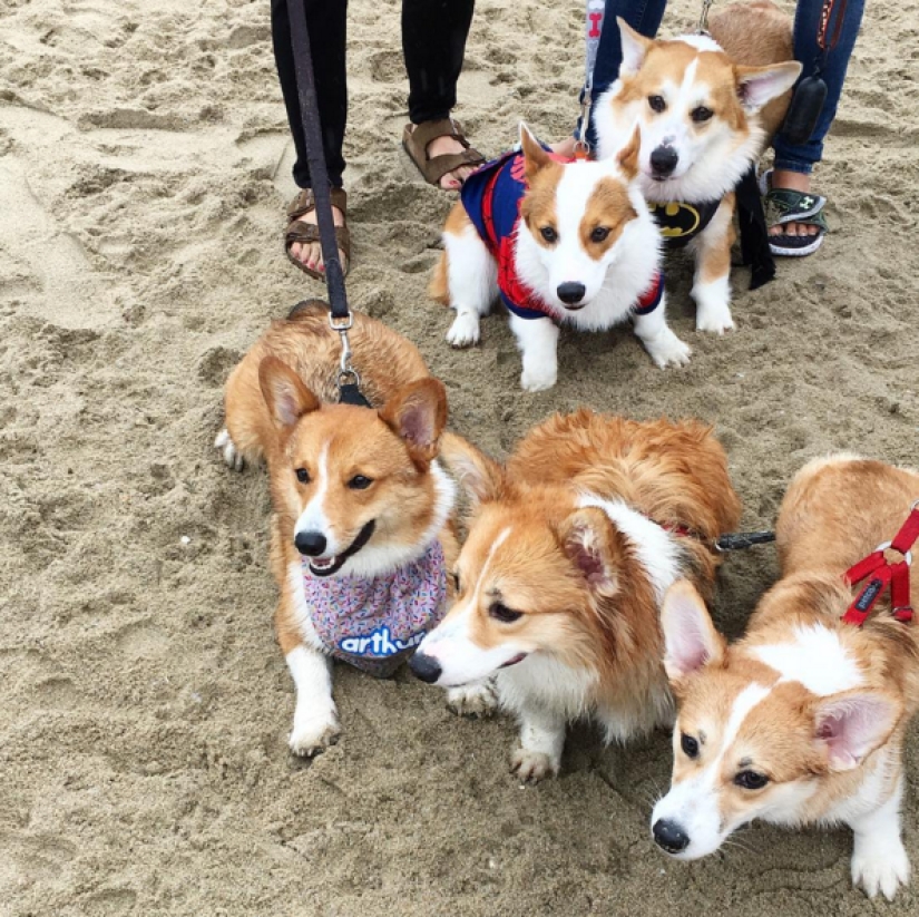 Tantos lindos corgis que nunca has visto antes Tantos lindos corgis que nunca has visto antes