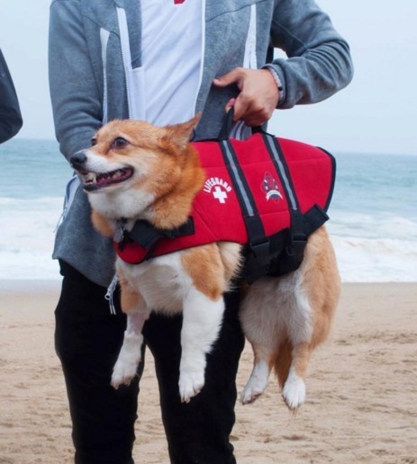 Tantos lindos corgis que nunca has visto antes Tantos lindos corgis que nunca has visto antes