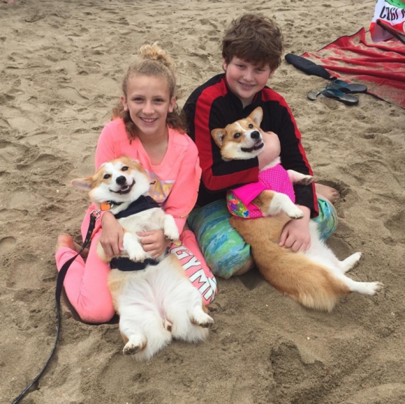 Tantos lindos corgis que nunca has visto antes Tantos lindos corgis que nunca has visto antes