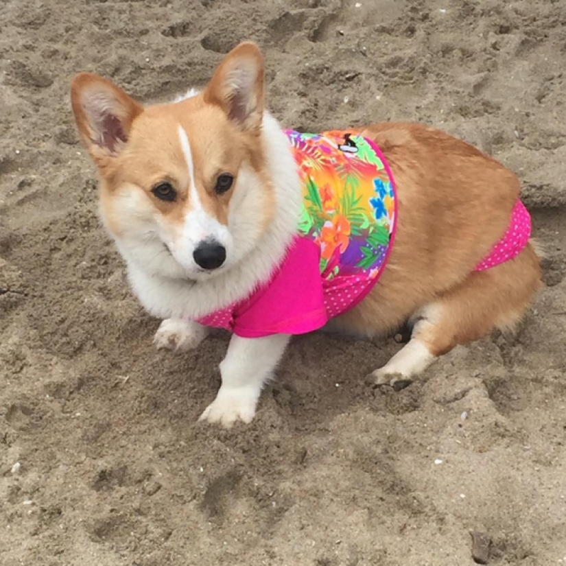 Tantos lindos corgis que nunca has visto antes Tantos lindos corgis que nunca has visto antes