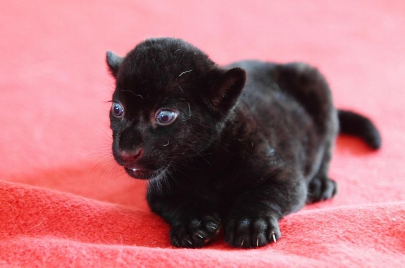 ¡Temedme! Único cachorro de tigre negro sin rayas posando solo para ti