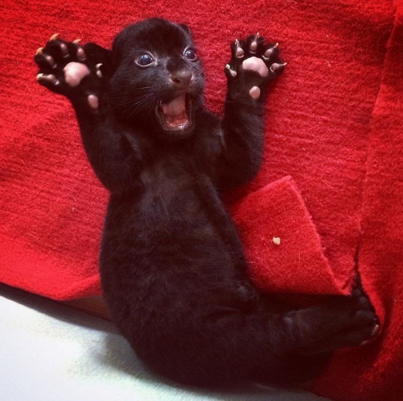 ¡Temedme! Único cachorro de tigre negro sin rayas posando solo para ti
