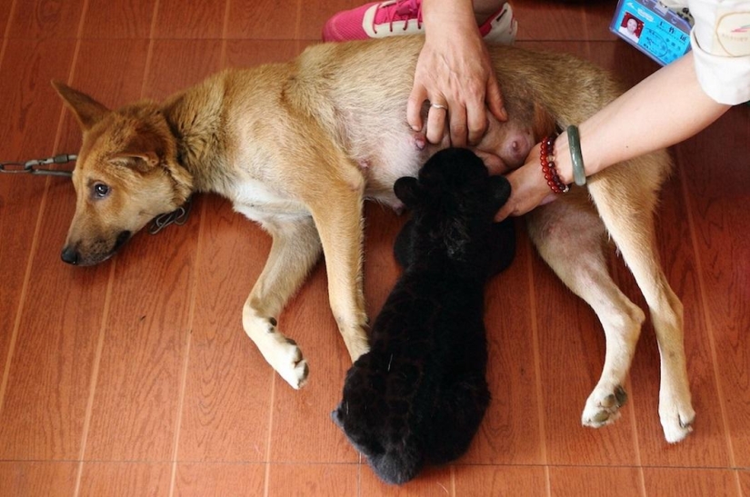¡Temedme! Único cachorro de tigre negro sin rayas posando solo para ti