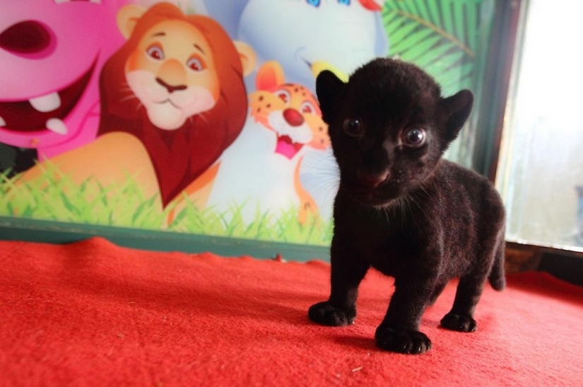 ¡Temedme! Único cachorro de tigre negro sin rayas posando solo para ti