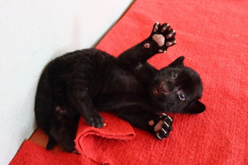 ¡Temedme! Único cachorro de tigre negro sin rayas posando solo para ti