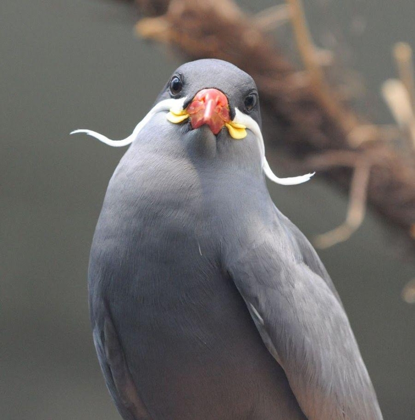 Tern Inca - a bird with a mustache Tern Inca - a bird with a mustache