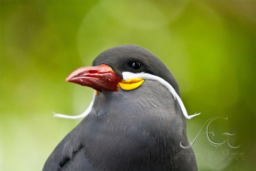 Tern Inca - a bird with a mustache Tern Inca - a bird with a mustache