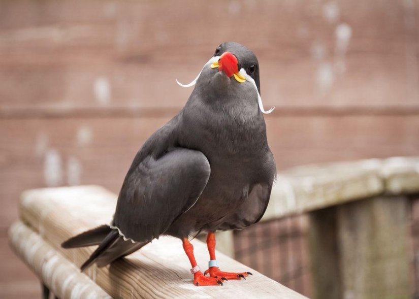 Tern Inca - a bird with a mustache Tern Inca - a bird with a mustache
