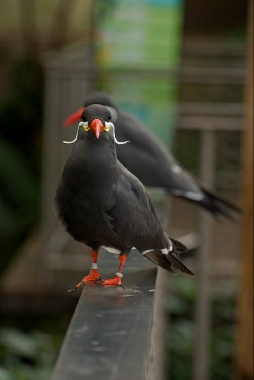 Tern Inca - a bird with a mustache Tern Inca - a bird with a mustache
