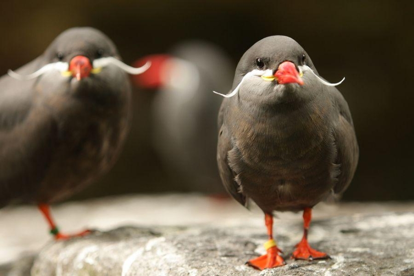 Tern Inca - a bird with a mustache Tern Inca - a bird with a mustache