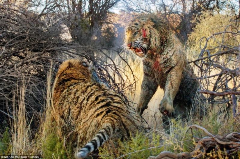 Territory Fight: Bloody Fight of Two Tigers Territory Fight: Bloody Fight of Two Tigers
