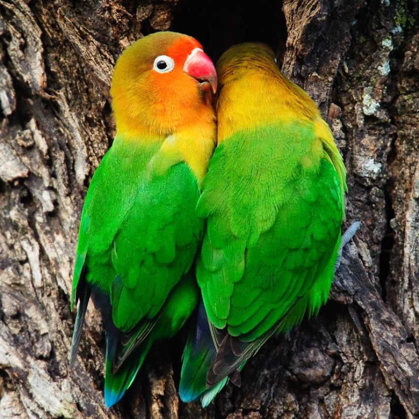 The 10 Best Types of Pet Birds for Beginners