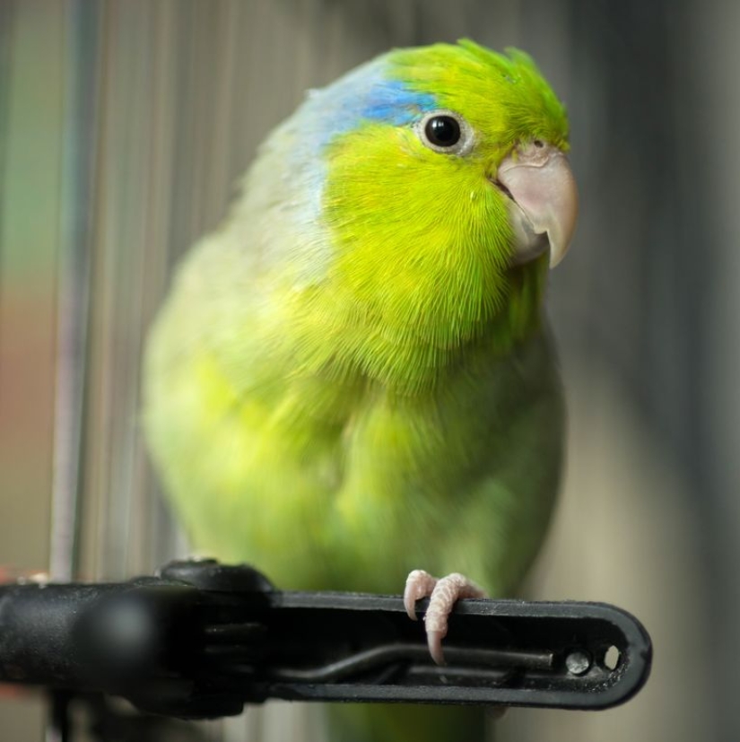 The 10 Best Types of Pet Birds for Beginners