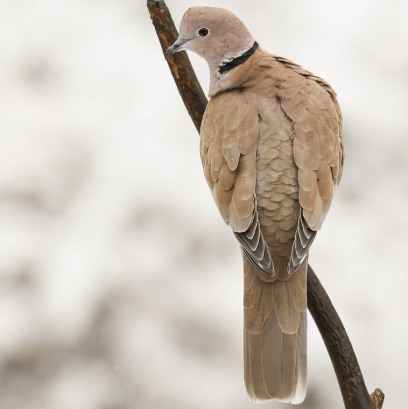 The 10 Best Types of Pet Birds for Beginners
