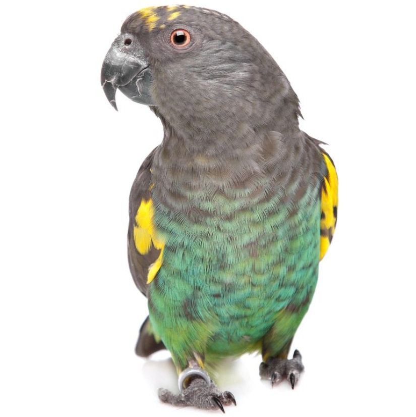 The 10 Best Types of Pet Birds for Beginners