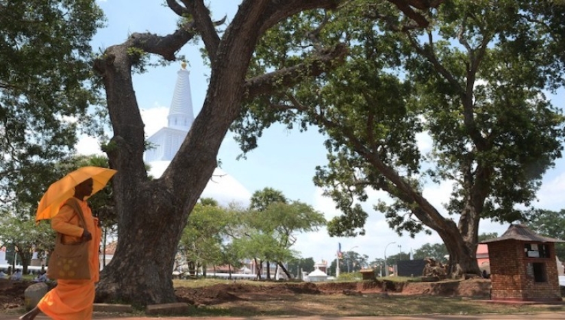 The 105-year-old woman had no children, and then she became a mother to 300 trees The 105-year-old woman had no children, and then she became a mother to 300 trees