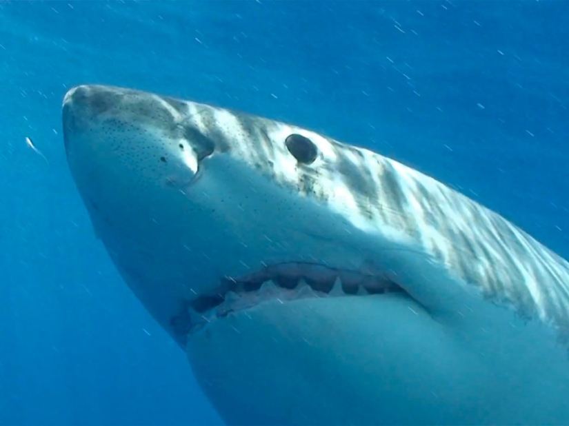 The 15 most dangerous animals in the world The 15 most dangerous animals in the world