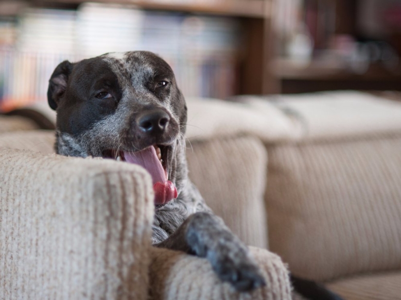 The 15 most dangerous animals in the world The 15 most dangerous animals in the world