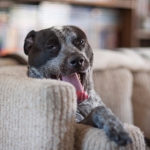 The 15 most dangerous animals in the world