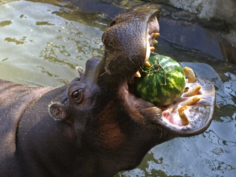 The 15 most dangerous animals in the world The 15 most dangerous animals in the world