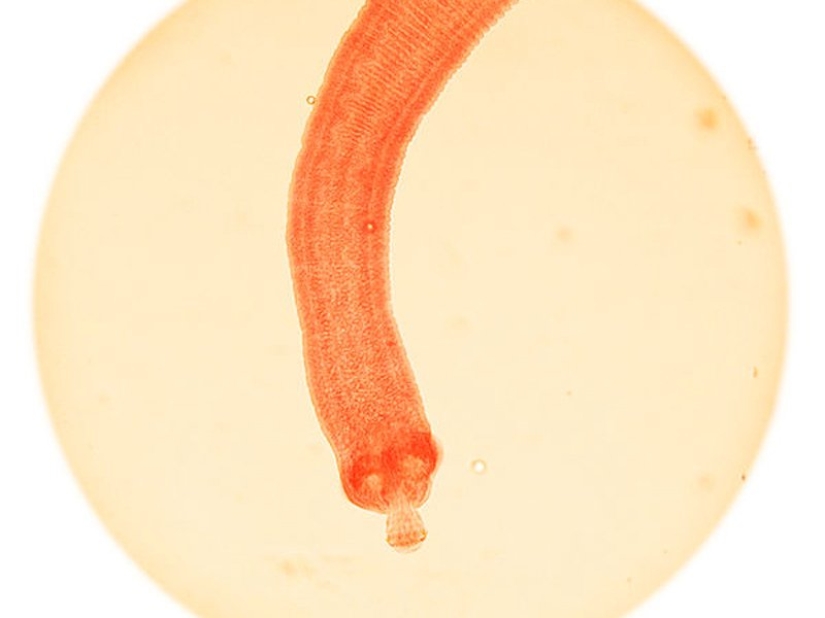 The 15 most dangerous animals in the world The 15 most dangerous animals in the world