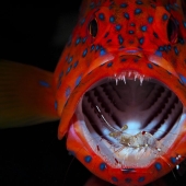 The 2023 International Photography Awards Has Revealed The Winning Nature Images