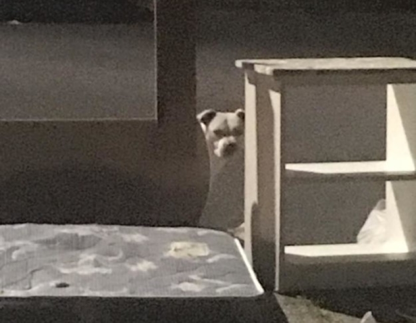 The abandoned dog could not believe for a month that the owners had left forever