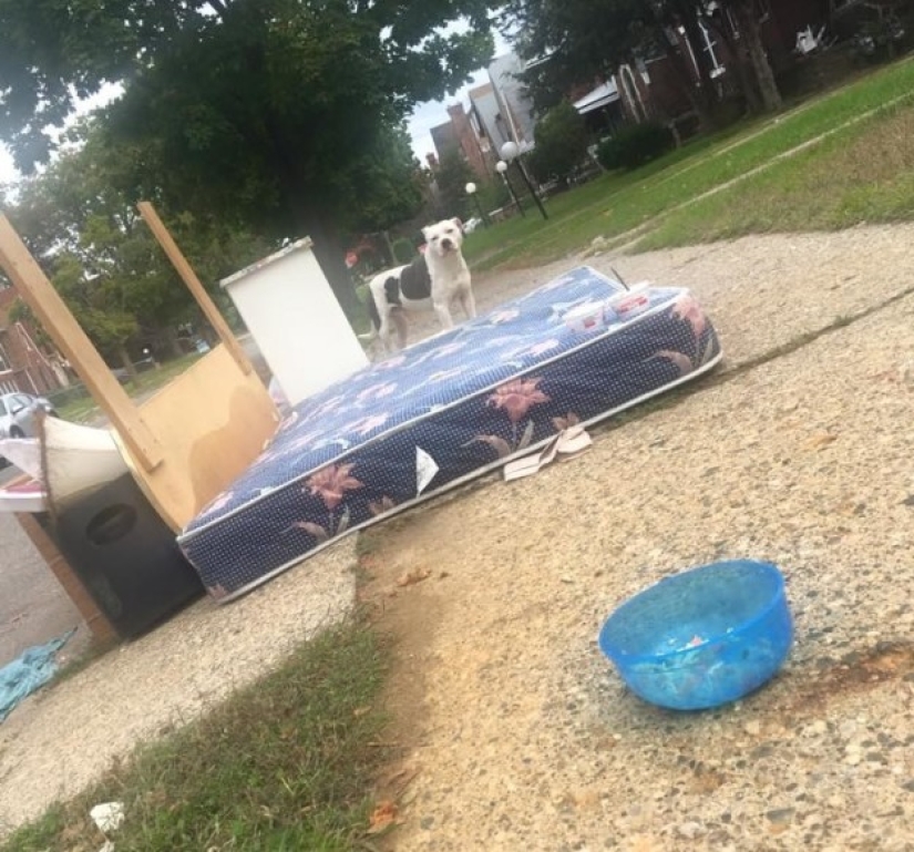 The abandoned dog could not believe for a month that the owners had left forever