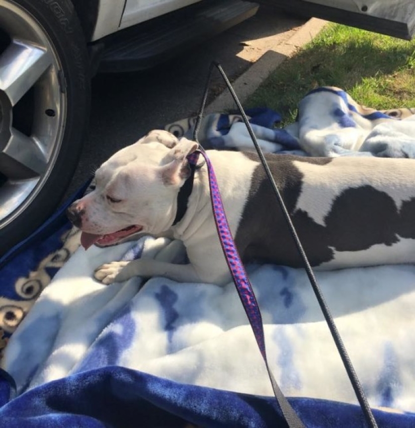 The abandoned dog could not believe for a month that the owners had left forever