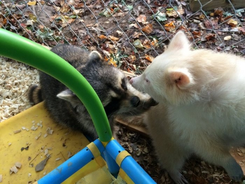 The "aggressive" albino raccoon just can't stop hugging her savior