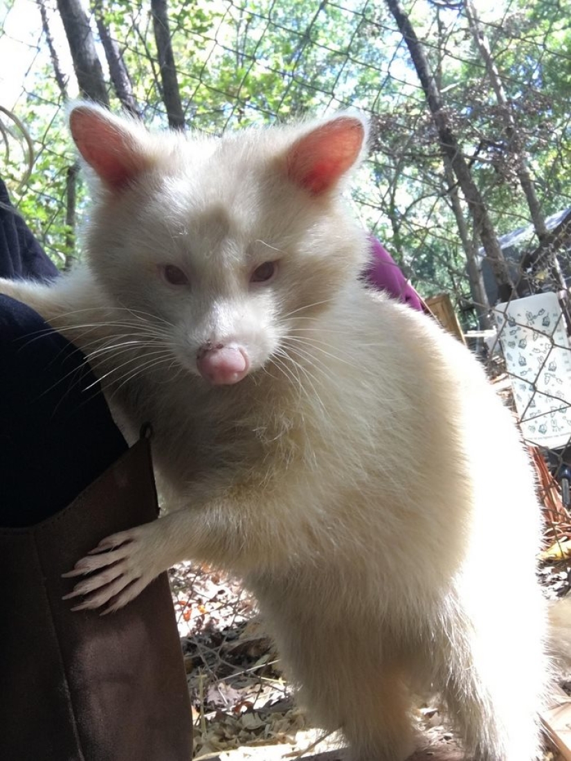 The "aggressive" albino raccoon just can't stop hugging her savior