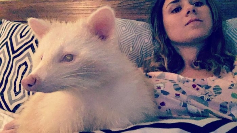 The "aggressive" albino raccoon just can't stop hugging her savior