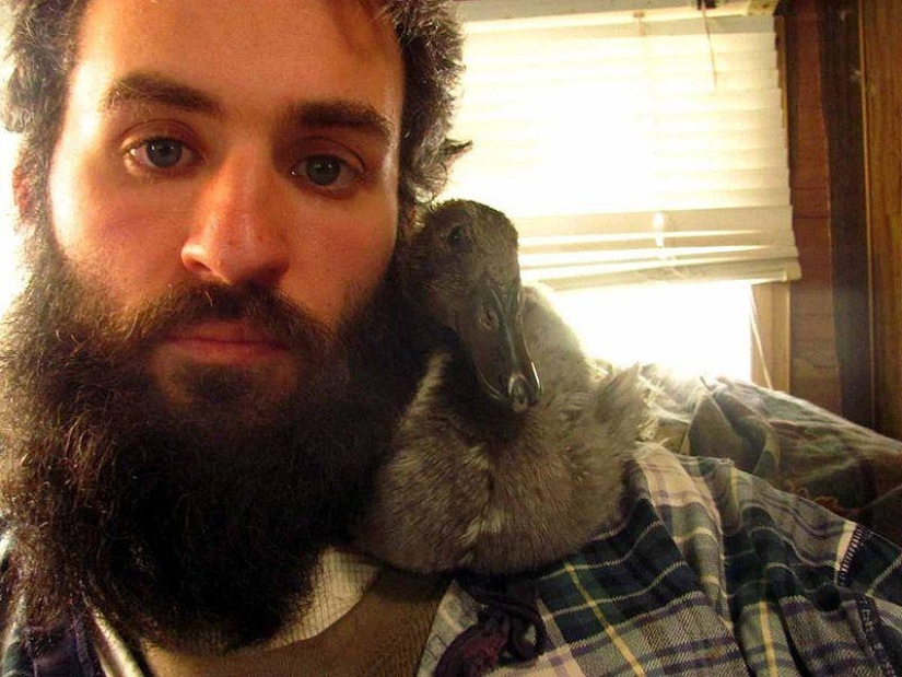 The amazing story of saving a duckling... in a beard