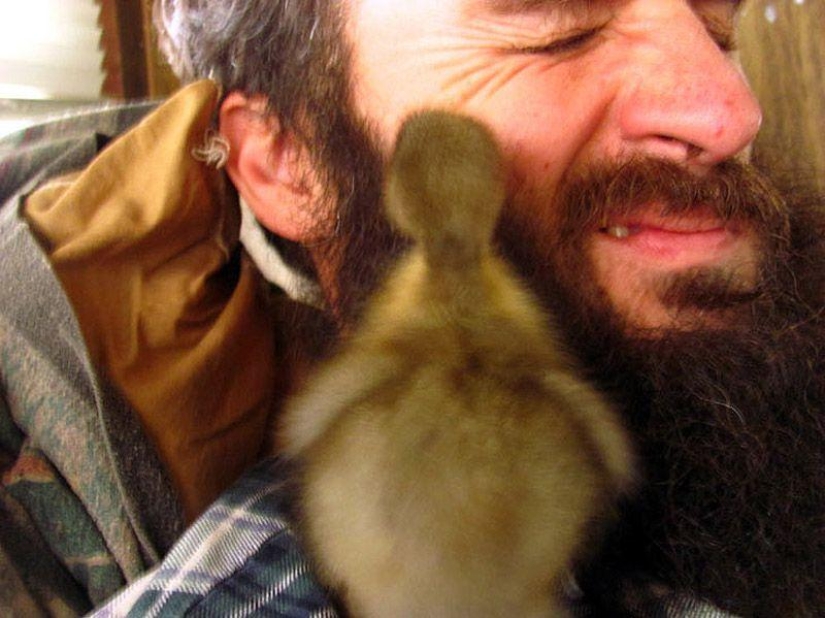The amazing story of saving a duckling... in a beard